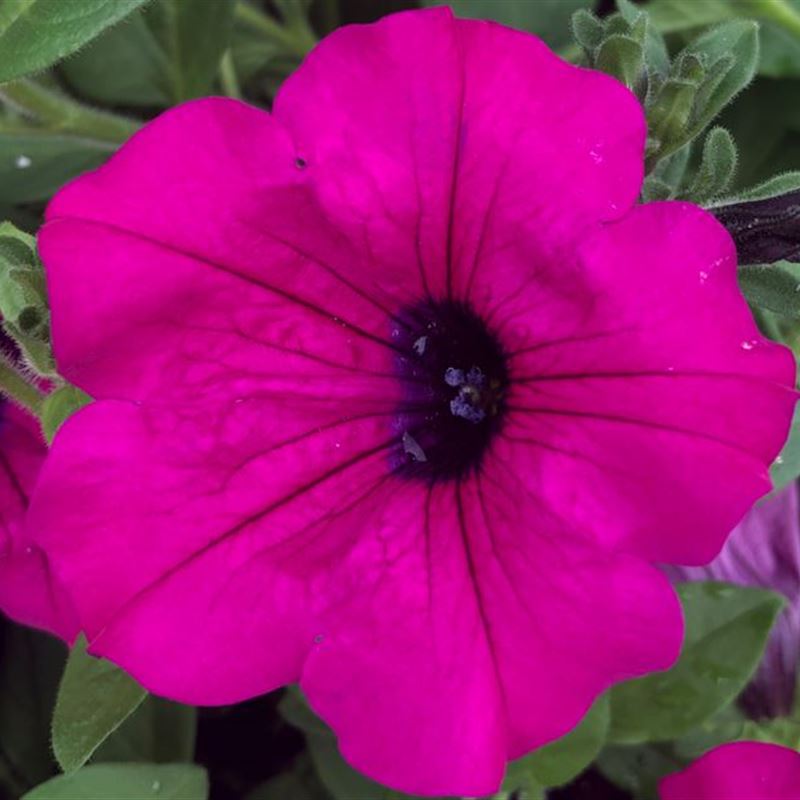Surfinia giant purple®